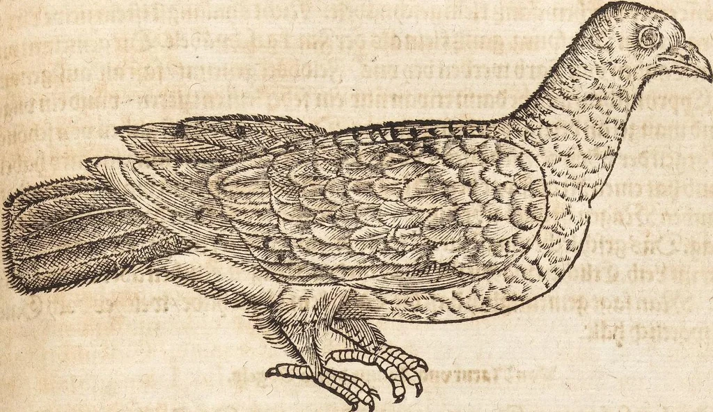 An illustration from Thierbuch Das ist ein kurtze beschreybung aller vierfüssigen Thieren/ so auff der erden vn[d] in wassern wonend/ sampt jrer waren conterfactur: alles zů nutz vn[d] gůtem allen liebhabern der künsten/ Artzeten/ Maleren/ Bildschnitzern/ Weydleüten vnd Köchen/ gestelt, 1583, leaf 523