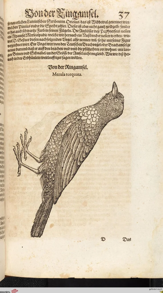 An illustration from Thierbuch Das ist ein kurtze beschreybung aller vierfüssigen Thieren/ so auff der erden vn[d] in wassern wonend/ sampt jrer waren conterfactur: alles zů nutz vn[d] gůtem allen liebhabern der künsten/ Artzeten/ Maleren/ Bildschnitzern/ Weydleüten vnd Köchen/ gestelt, 1583, leaf 53