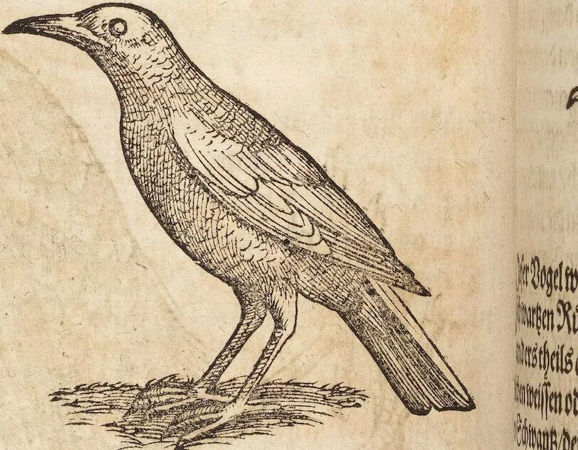 An illustration from Thierbuch Das ist ein kurtze beschreybung aller vierfüssigen Thieren/ so auff der erden vn[d] in wassern wonend/ sampt jrer waren conterfactur: alles zů nutz vn[d] gůtem allen liebhabern der künsten/ Artzeten/ Maleren/ Bildschnitzern/ Weydleüten vnd Köchen/ gestelt, 1583, leaf 54
