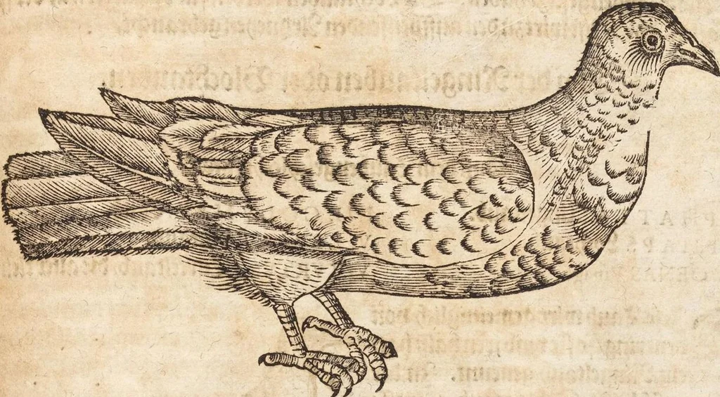 An illustration from Thierbuch Das ist ein kurtze beschreybung aller vierfüssigen Thieren/ so auff der erden vn[d] in wassern wonend/ sampt jrer waren conterfactur: alles zů nutz vn[d] gůtem allen liebhabern der künsten/ Artzeten/ Maleren/ Bildschnitzern/ Weydleüten vnd Köchen/ gestelt, 1583, leaf 541