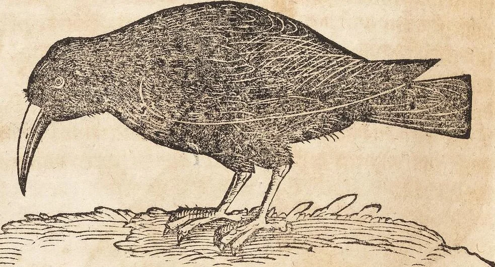 An illustration from Thierbuch Das ist ein kurtze beschreybung aller vierfüssigen Thieren/ so auff der erden vn[d] in wassern wonend/ sampt jrer waren conterfactur: alles zů nutz vn[d] gůtem allen liebhabern der künsten/ Artzeten/ Maleren/ Bildschnitzern/ Weydleüten vnd Köchen/ gestelt, 1583, leaf 550