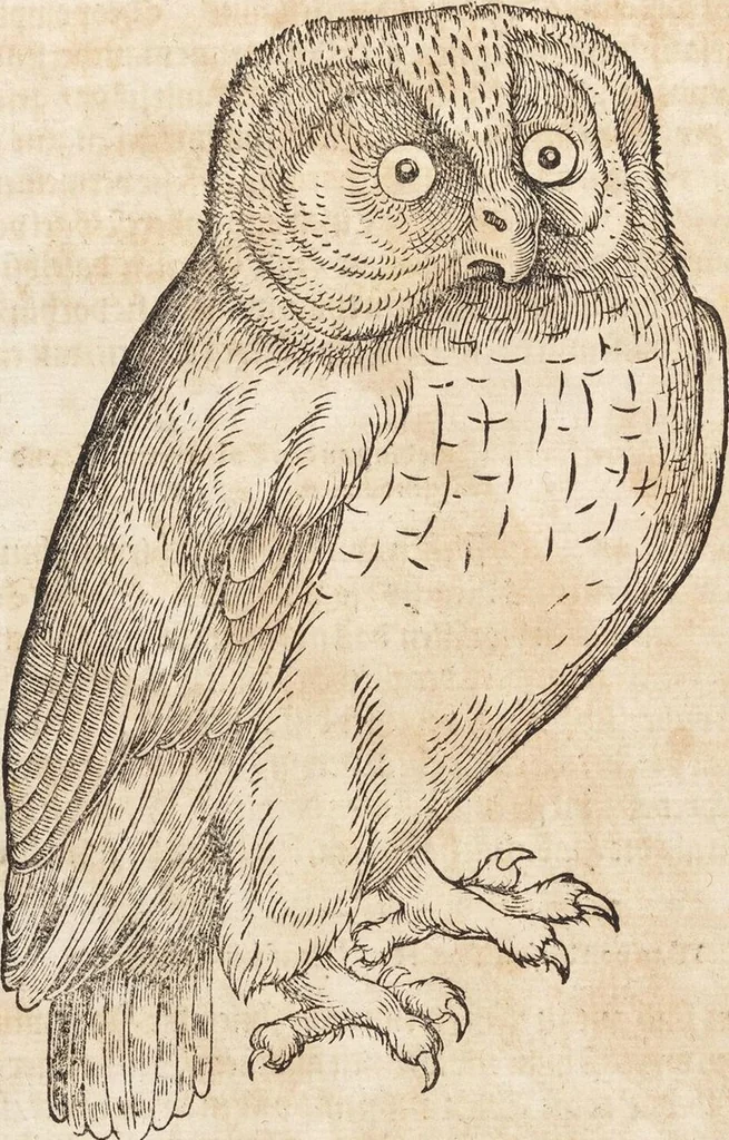 An illustration from Thierbuch Das ist ein kurtze beschreybung aller vierfüssigen Thieren/ so auff der erden vn[d] in wassern wonend/ sampt jrer waren conterfactur: alles zů nutz vn[d] gůtem allen liebhabern der künsten/ Artzeten/ Maleren/ Bildschnitzern/ Weydleüten vnd Köchen/ gestelt, 1583, leaf 552