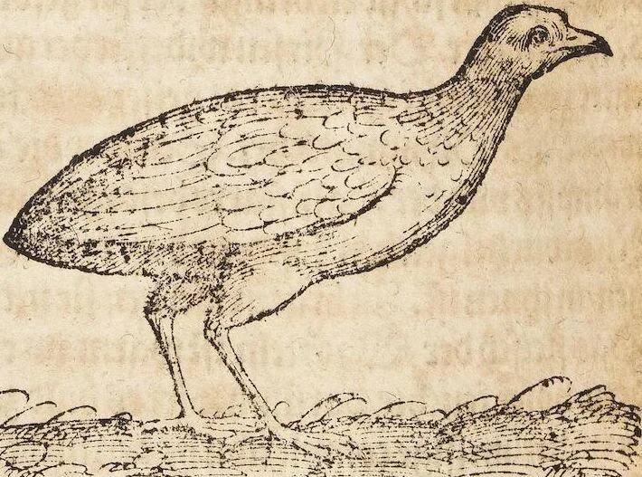 An illustration from Thierbuch Das ist ein kurtze beschreybung aller vierfüssigen Thieren/ so auff der erden vn[d] in wassern wonend/ sampt jrer waren conterfactur: alles zů nutz vn[d] gůtem allen liebhabern der künsten/ Artzeten/ Maleren/ Bildschnitzern/ Weydleüten vnd Köchen/ gestelt, 1583, leaf 558