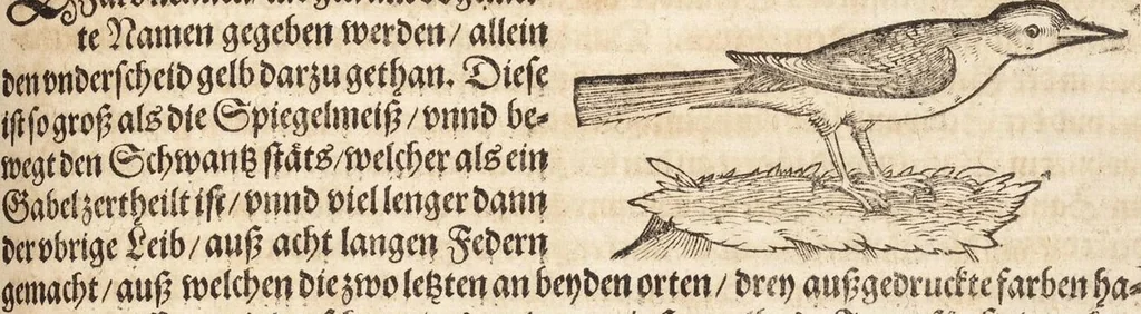 An illustration from Thierbuch Das ist ein kurtze beschreybung aller vierfüssigen Thieren/ so auff der erden vn[d] in wassern wonend/ sampt jrer waren conterfactur: alles zů nutz vn[d] gůtem allen liebhabern der künsten/ Artzeten/ Maleren/ Bildschnitzern/ Weydleüten vnd Köchen/ gestelt, 1583, leaf 561