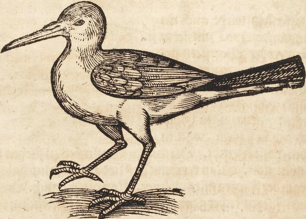 An illustration from Thierbuch Das ist ein kurtze beschreybung aller vierfüssigen Thieren/ so auff der erden vn[d] in wassern wonend/ sampt jrer waren conterfactur: alles zů nutz vn[d] gůtem allen liebhabern der künsten/ Artzeten/ Maleren/ Bildschnitzern/ Weydleüten vnd Köchen/ gestelt, 1583, leaf 562