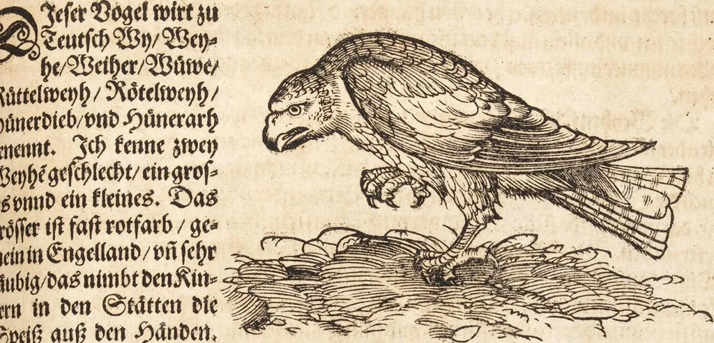 An illustration from Thierbuch Das ist ein kurtze beschreybung aller vierfüssigen Thieren/ so auff der erden vn[d] in wassern wonend/ sampt jrer waren conterfactur: alles zů nutz vn[d] gůtem allen liebhabern der künsten/ Artzeten/ Maleren/ Bildschnitzern/ Weydleüten vnd Köchen/ gestelt, 1583, leaf 567