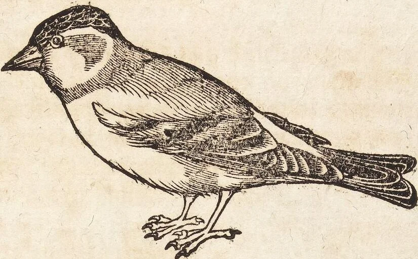 An illustration from Thierbuch Das ist ein kurtze beschreybung aller vierfüssigen Thieren/ so auff der erden vn[d] in wassern wonend/ sampt jrer waren conterfactur: alles zů nutz vn[d] gůtem allen liebhabern der künsten/ Artzeten/ Maleren/ Bildschnitzern/ Weydleüten vnd Köchen/ gestelt, 1583, leaf 571
