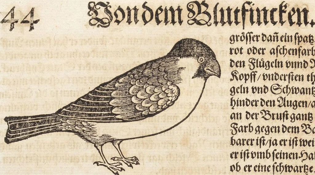 An illustration from Thierbuch Das ist ein kurtze beschreybung aller vierfüssigen Thieren/ so auff der erden vn[d] in wassern wonend/ sampt jrer waren conterfactur: alles zů nutz vn[d] gůtem allen liebhabern der künsten/ Artzeten/ Maleren/ Bildschnitzern/ Weydleüten vnd Köchen/ gestelt, 1583, leaf 60