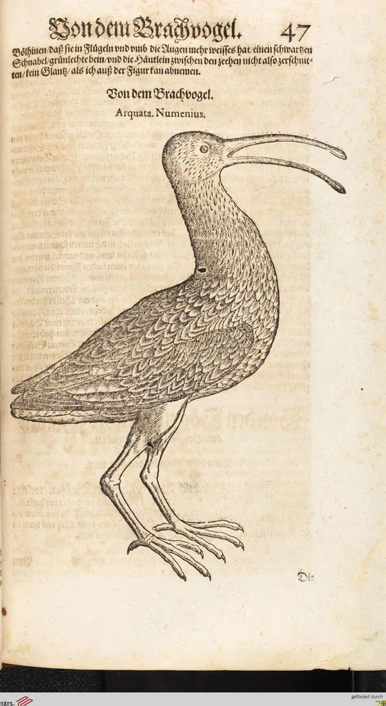 An illustration from Thierbuch Das ist ein kurtze beschreybung aller vierfüssigen Thieren/ so auff der erden vn[d] in wassern wonend/ sampt jrer waren conterfactur: alles zů nutz vn[d] gůtem allen liebhabern der künsten/ Artzeten/ Maleren/ Bildschnitzern/ Weydleüten vnd Köchen/ gestelt, 1583, leaf 63