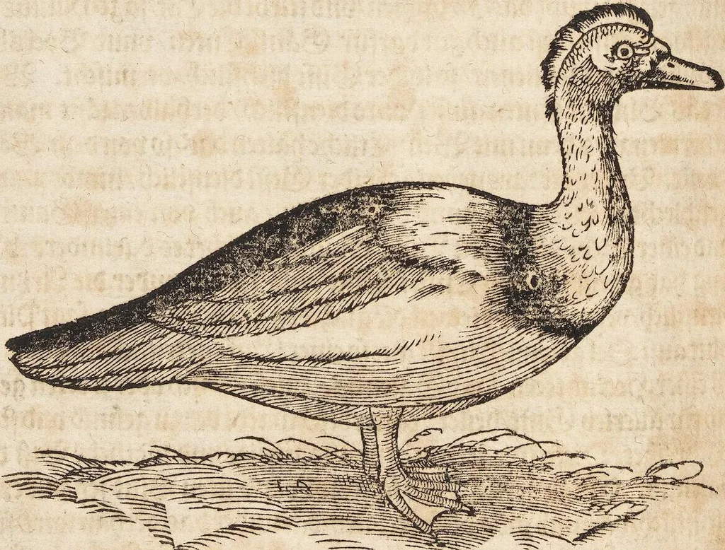 An illustration from Thierbuch Das ist ein kurtze beschreybung aller vierfüssigen Thieren/ so auff der erden vn[d] in wassern wonend/ sampt jrer waren conterfactur: alles zů nutz vn[d] gůtem allen liebhabern der künsten/ Artzeten/ Maleren/ Bildschnitzern/ Weydleüten vnd Köchen/ gestelt, 1583, leaf 80