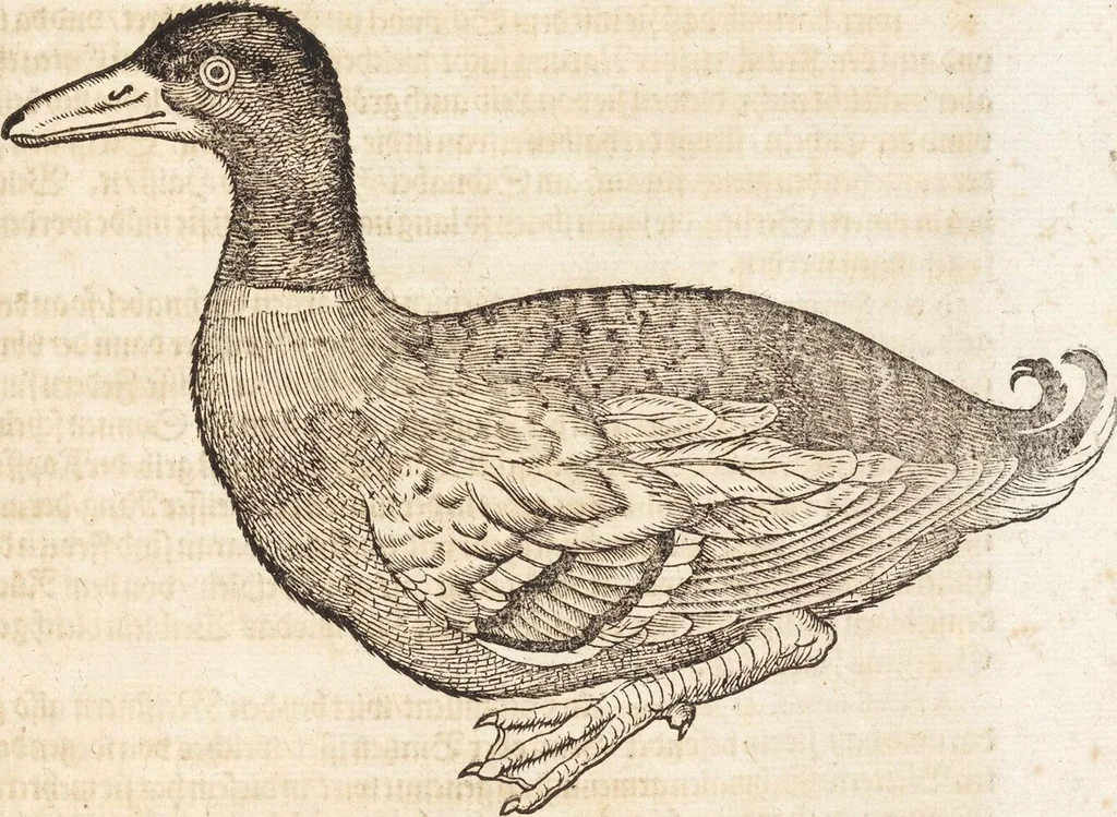 An illustration from Thierbuch Das ist ein kurtze beschreybung aller vierfüssigen Thieren/ so auff der erden vn[d] in wassern wonend/ sampt jrer waren conterfactur: alles zů nutz vn[d] gůtem allen liebhabern der künsten/ Artzeten/ Maleren/ Bildschnitzern/ Weydleüten vnd Köchen/ gestelt, 1583, leaf 93
