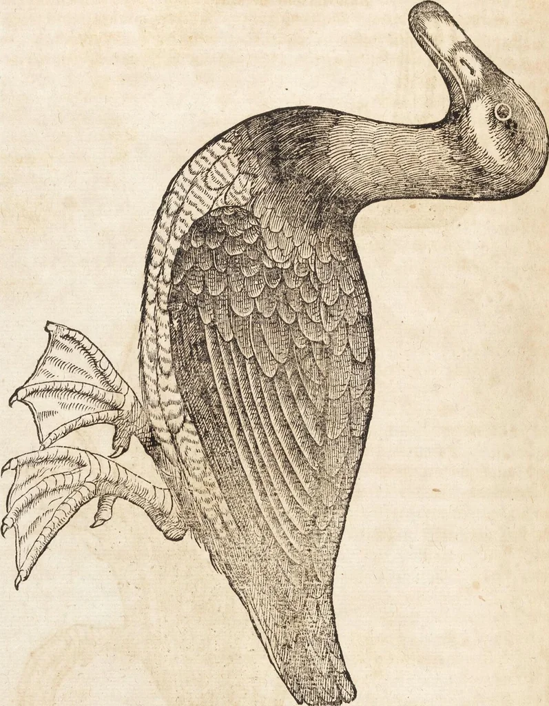 An illustration from Thierbuch Das ist ein kurtze beschreybung aller vierfüssigen Thieren/ so auff der erden vn[d] in wassern wonend/ sampt jrer waren conterfactur: alles zů nutz vn[d] gůtem allen liebhabern der künsten/ Artzeten/ Maleren/ Bildschnitzern/ Weydleüten vnd Köchen/ gestelt, 1583, leaf 96