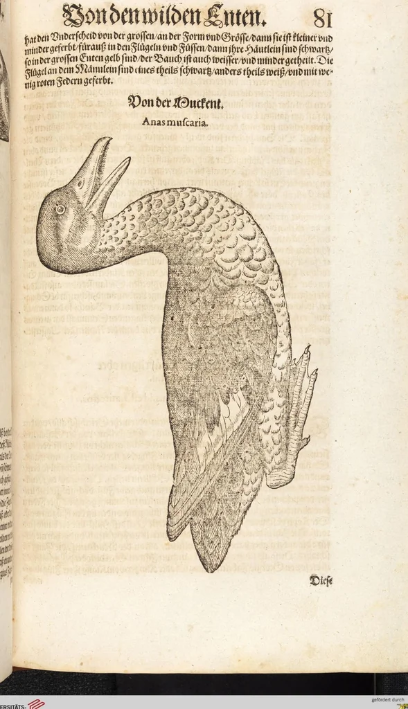 An illustration from Thierbuch Das ist ein kurtze beschreybung aller vierfüssigen Thieren/ so auff der erden vn[d] in wassern wonend/ sampt jrer waren conterfactur: alles zů nutz vn[d] gůtem allen liebhabern der künsten/ Artzeten/ Maleren/ Bildschnitzern/ Weydleüten vnd Köchen/ gestelt, 1583, leaf 97
