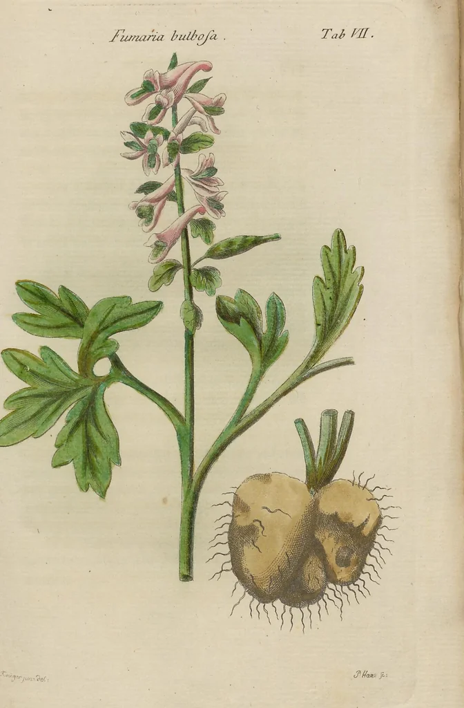 An illustration from (Erstes Heft), 1787, leaf 133