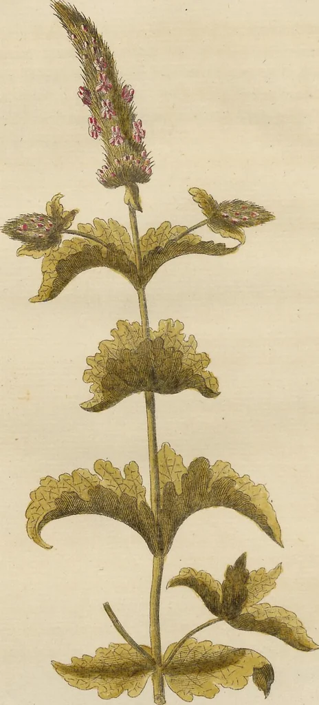 An illustration from (Erstes Heft), 1787, leaf 152