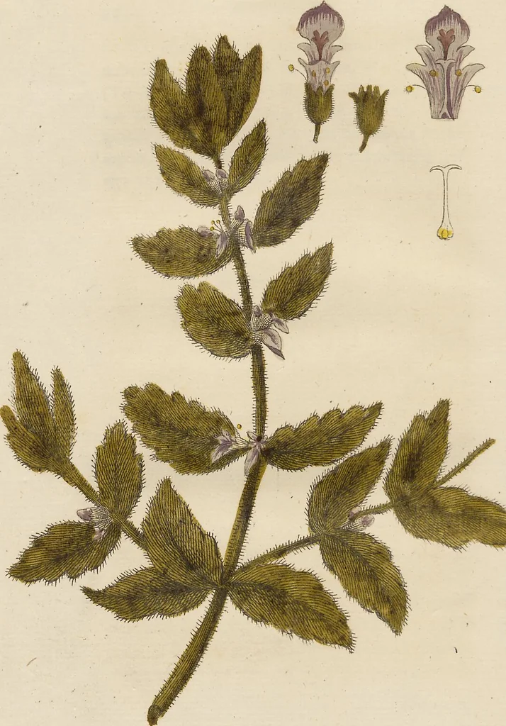 An illustration from (Erstes Heft), 1787, leaf 206