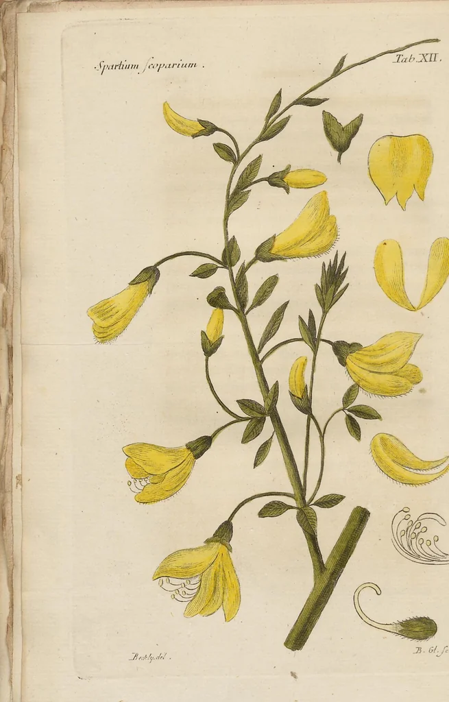 An illustration from (Erstes Heft), 1787, leaf 252