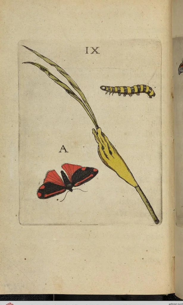 An illustration from ([Band 1]): Cum Commentariis D. Joannis de Mey Ecclesiastis Medioburgensis ac Doct. Med. & duplici ejusdem appendice, una de hemerobiis, altera de natura cometarum, et vanis ex iis divinationibus, 1662, leaf 106