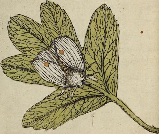 An illustration from ([Band 1]): Cum Commentariis D. Joannis de Mey Ecclesiastis Medioburgensis ac Doct. Med. & duplici ejusdem appendice, una de hemerobiis, altera de natura cometarum, et vanis ex iis divinationibus, 1662, leaf 128