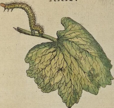 An illustration from ([Band 1]): Cum Commentariis D. Joannis de Mey Ecclesiastis Medioburgensis ac Doct. Med. & duplici ejusdem appendice, una de hemerobiis, altera de natura cometarum, et vanis ex iis divinationibus, 1662, leaf 199