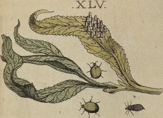 An illustration from ([Band 1]): Cum Commentariis D. Joannis de Mey Ecclesiastis Medioburgensis ac Doct. Med. & duplici ejusdem appendice, una de hemerobiis, altera de natura cometarum, et vanis ex iis divinationibus, 1662, leaf 231