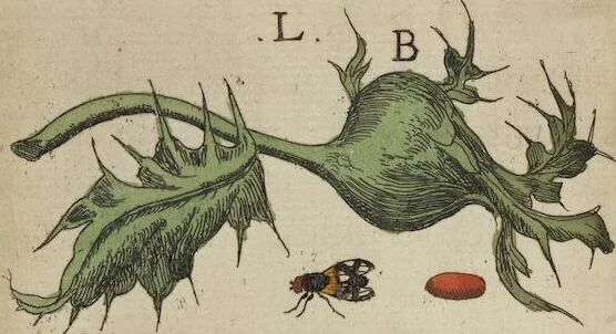 An illustration from ([Band 1]): Cum Commentariis D. Joannis de Mey Ecclesiastis Medioburgensis ac Doct. Med. & duplici ejusdem appendice, una de hemerobiis, altera de natura cometarum, et vanis ex iis divinationibus, 1662, leaf 244