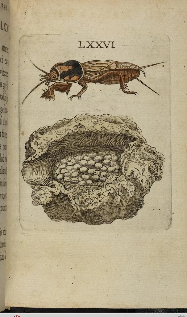 An illustration from ([Band 1]): Cum Commentariis D. Joannis de Mey Ecclesiastis Medioburgensis ac Doct. Med. & duplici ejusdem appendice, una de hemerobiis, altera de natura cometarum, et vanis ex iis divinationibus, 1662, leaf 321
