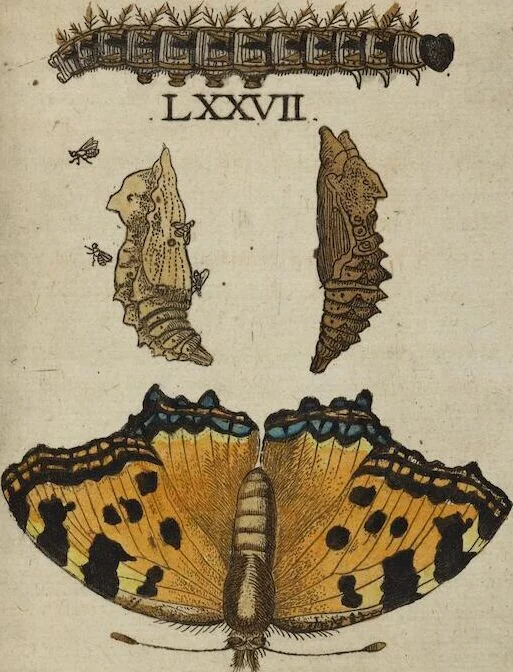 An illustration from ([Band 1]): Cum Commentariis D. Joannis de Mey Ecclesiastis Medioburgensis ac Doct. Med. & duplici ejusdem appendice, una de hemerobiis, altera de natura cometarum, et vanis ex iis divinationibus, 1662, leaf 329