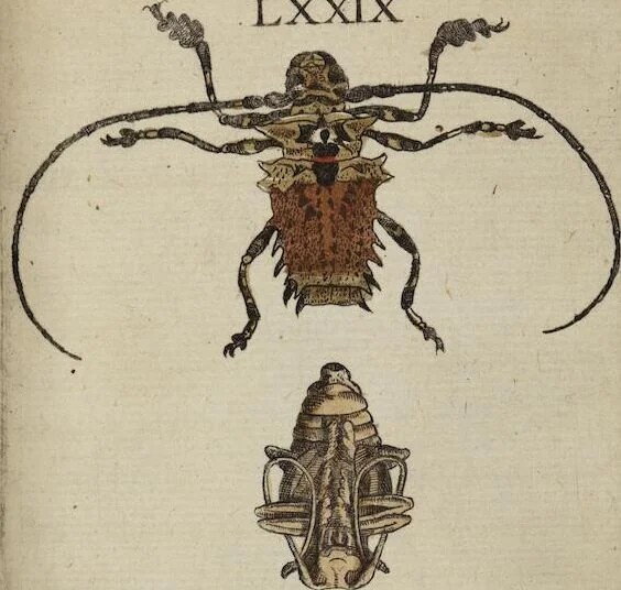 An illustration from ([Band 1]): Cum Commentariis D. Joannis de Mey Ecclesiastis Medioburgensis ac Doct. Med. & duplici ejusdem appendice, una de hemerobiis, altera de natura cometarum, et vanis ex iis divinationibus, 1662, leaf 345
