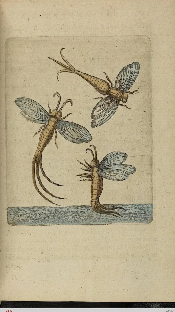 An illustration from ([Band 1]): Cum Commentariis D. Joannis de Mey Ecclesiastis Medioburgensis ac Doct. Med. & duplici ejusdem appendice, una de hemerobiis, altera de natura cometarum, et vanis ex iis divinationibus, 1662, leaf 357