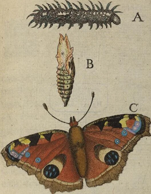 An illustration from ([Band 1]): Cum Commentariis D. Joannis de Mey Ecclesiastis Medioburgensis ac Doct. Med. & duplici ejusdem appendice, una de hemerobiis, altera de natura cometarum, et vanis ex iis divinationibus, 1662, leaf 59