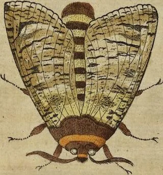 An illustration from (Pars Secunda): Metamorphoseos Et Historiæ Naturalis Pars Secunda, De Insectis: Latinitate donata, commentariis & notis, textui insertis, illustrata & Auctuario Notarum sive Appendice locupletata, De Insectorum Origine, Utilitate & usu a Paulo Veezaerdt, 1667, leaf 197