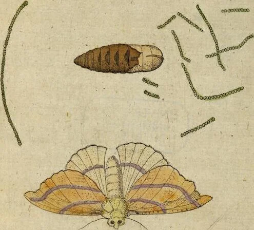 An illustration from (Pars Secunda): Metamorphoseos Et Historiæ Naturalis Pars Secunda, De Insectis: Latinitate donata, commentariis & notis, textui insertis, illustrata & Auctuario Notarum sive Appendice locupletata, De Insectorum Origine, Utilitate & usu a Paulo Veezaerdt, 1667, leaf 233