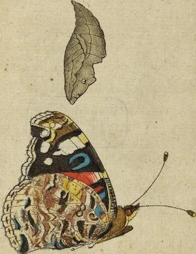 An illustration from (Pars Secunda): Metamorphoseos Et Historiæ Naturalis Pars Secunda, De Insectis: Latinitate donata, commentariis & notis, textui insertis, illustrata & Auctuario Notarum sive Appendice locupletata, De Insectorum Origine, Utilitate & usu a Paulo Veezaerdt, 1667, leaf 237