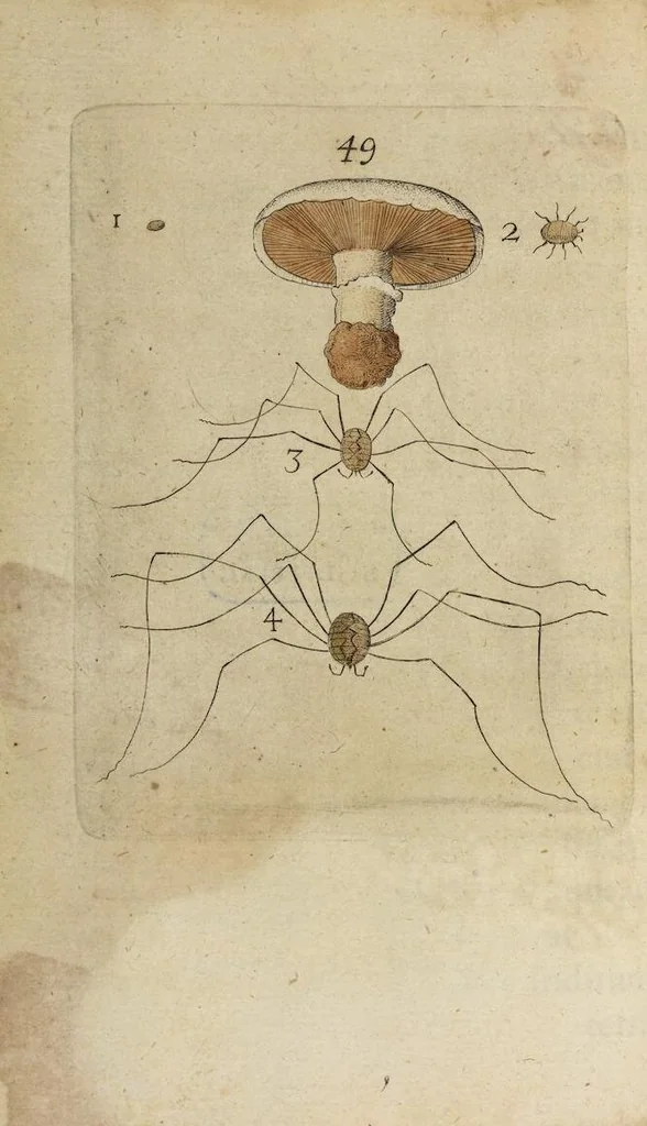 An illustration from (Pars Secunda): Metamorphoseos Et Historiæ Naturalis Pars Secunda, De Insectis: Latinitate donata, commentariis & notis, textui insertis, illustrata & Auctuario Notarum sive Appendice locupletata, De Insectorum Origine, Utilitate & usu a Paulo Veezaerdt, 1667, leaf 312