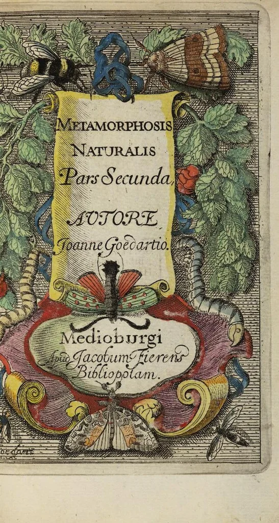 An illustration from (Pars Secunda): Metamorphoseos Et Historiæ Naturalis Pars Secunda, De Insectis: Latinitate donata, commentariis & notis, textui insertis, illustrata & Auctuario Notarum sive Appendice locupletata, De Insectorum Origine, Utilitate & usu a Paulo Veezaerdt, 1667, leaf 5