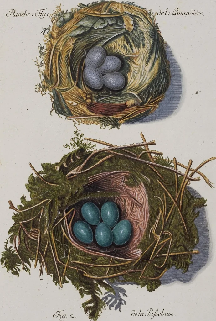 An illustration from Sammlung von Nestern und Eyern verschiedener Vögel: aus den Cabineten des... Herrn.. Schmidels und des Herrn Verfassers, 1772, leaf 157