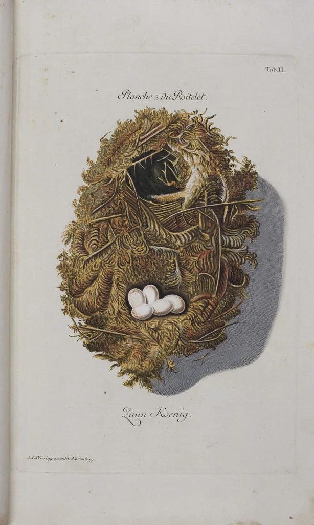 An illustration from Sammlung von Nestern und Eyern verschiedener Vögel: aus den Cabineten des... Herrn.. Schmidels und des Herrn Verfassers, 1772, leaf 158