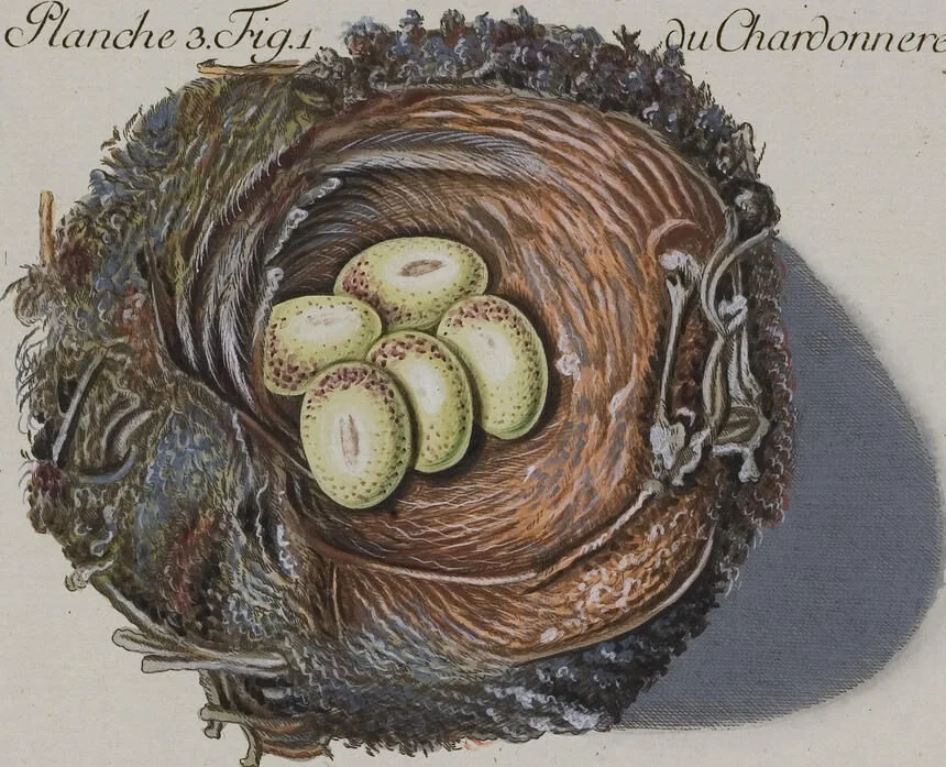 An illustration from Sammlung von Nestern und Eyern verschiedener Vögel: aus den Cabineten des... Herrn.. Schmidels und des Herrn Verfassers, 1772, leaf 159