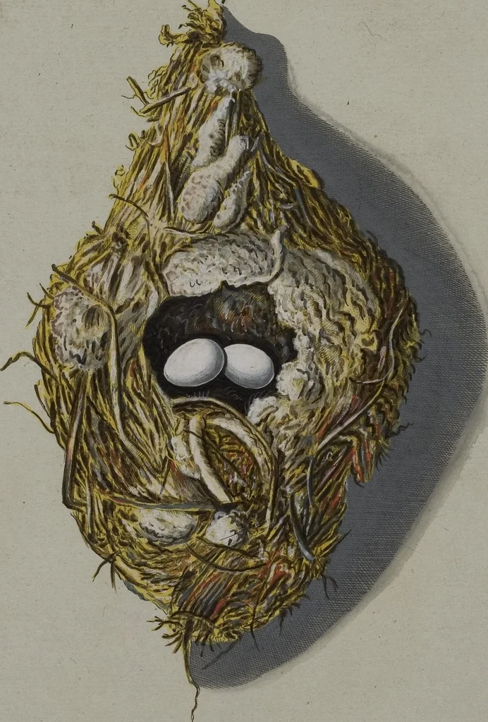 An illustration from Sammlung von Nestern und Eyern verschiedener Vögel: aus den Cabineten des... Herrn.. Schmidels und des Herrn Verfassers, 1772, leaf 160