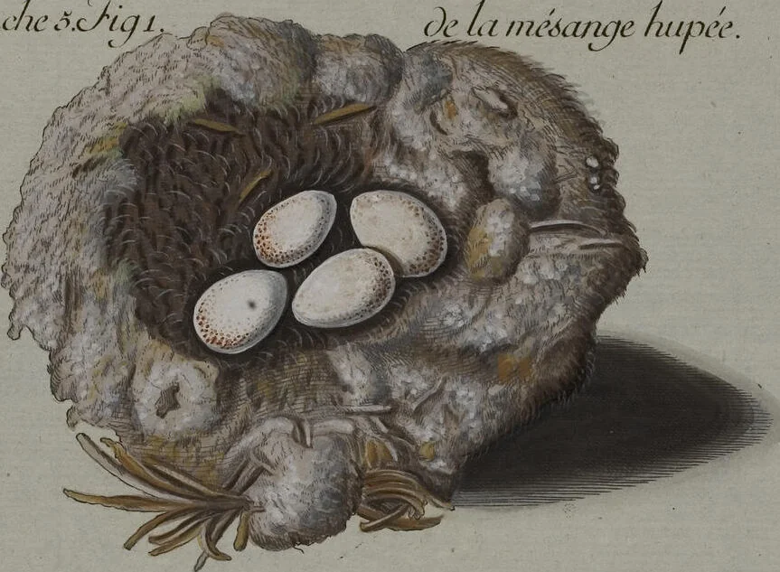 An illustration from Sammlung von Nestern und Eyern verschiedener Vögel: aus den Cabineten des... Herrn.. Schmidels und des Herrn Verfassers, 1772, leaf 161