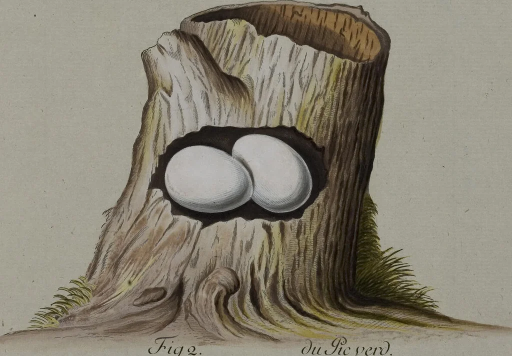 An illustration from Sammlung von Nestern und Eyern verschiedener Vögel: aus den Cabineten des... Herrn.. Schmidels und des Herrn Verfassers, 1772, leaf 161