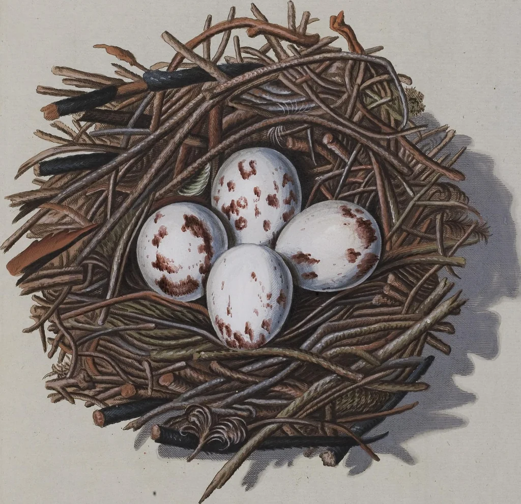 An illustration from Sammlung von Nestern und Eyern verschiedener Vögel: aus den Cabineten des... Herrn.. Schmidels und des Herrn Verfassers, 1772, leaf 162