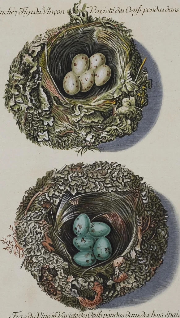 An illustration from Sammlung von Nestern und Eyern verschiedener Vögel: aus den Cabineten des... Herrn.. Schmidels und des Herrn Verfassers, 1772, leaf 163