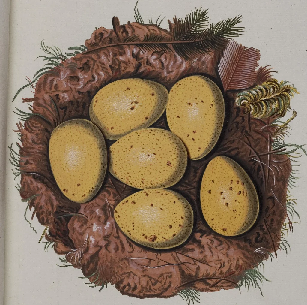 An illustration from Sammlung von Nestern und Eyern verschiedener Vögel: aus den Cabineten des... Herrn.. Schmidels und des Herrn Verfassers, 1772, leaf 164