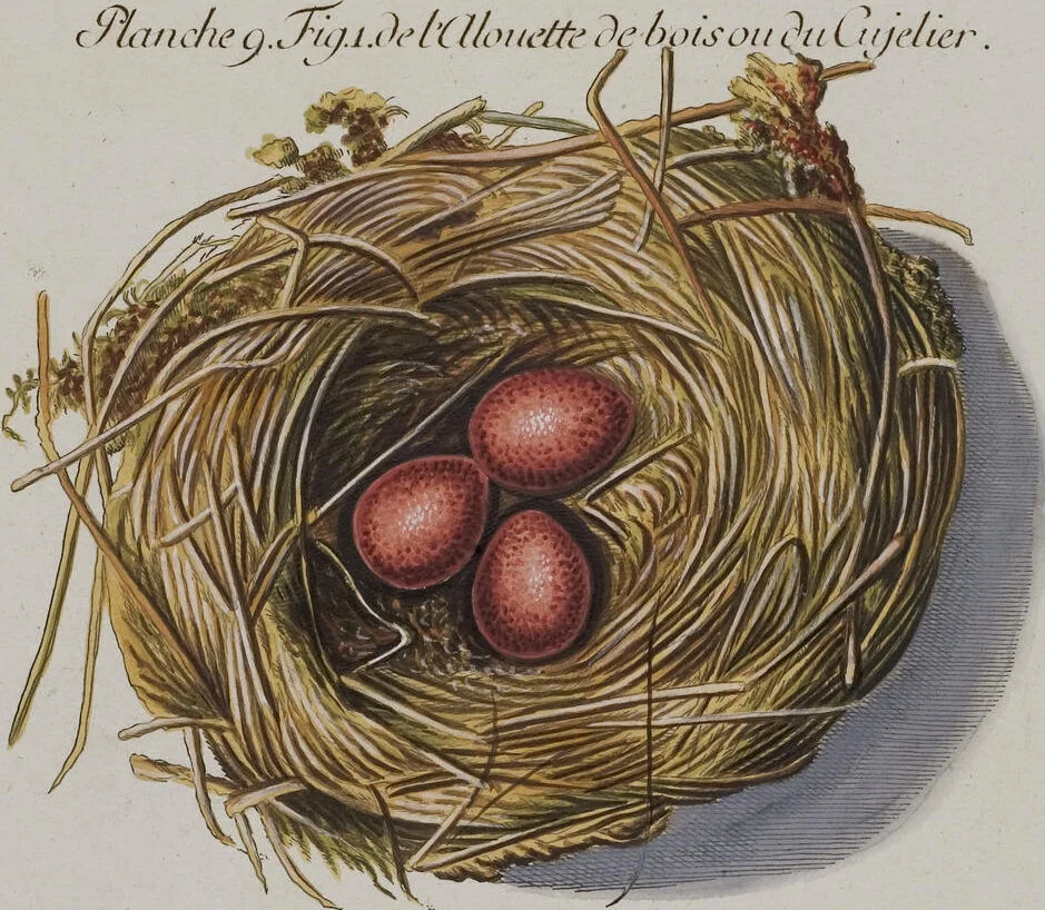 An illustration from Sammlung von Nestern und Eyern verschiedener Vögel: aus den Cabineten des... Herrn.. Schmidels und des Herrn Verfassers, 1772, leaf 165