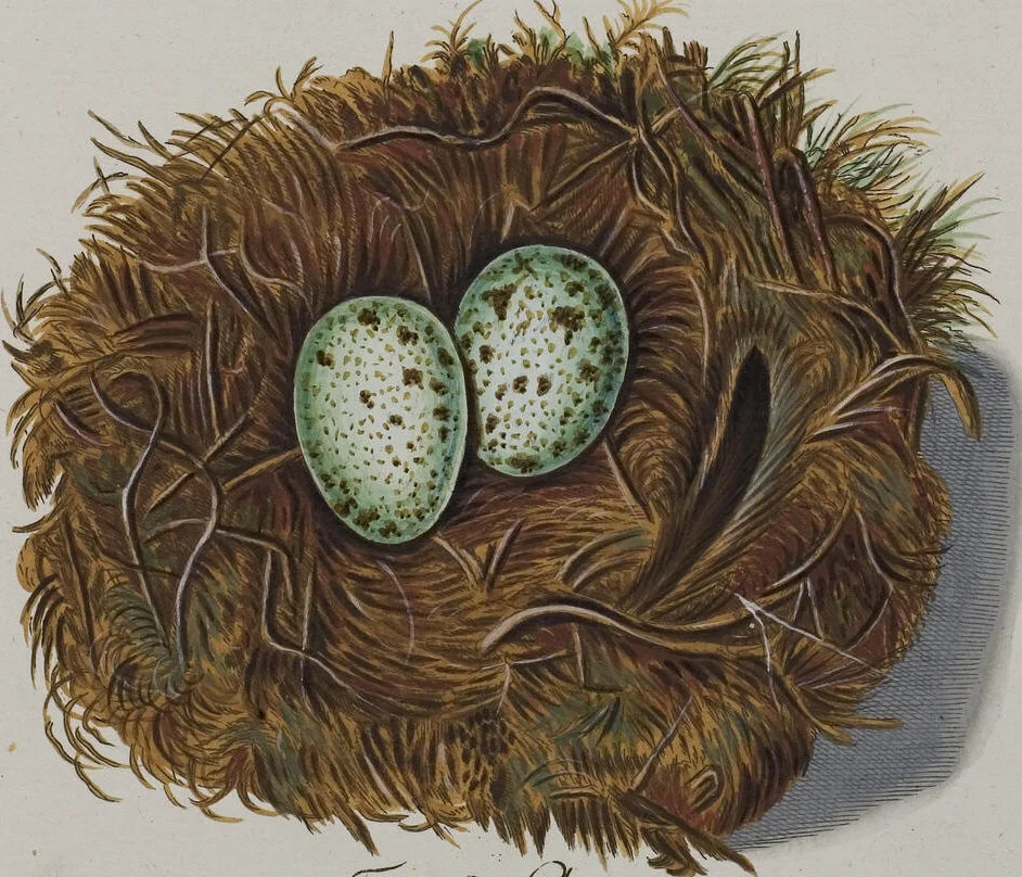 An illustration from Sammlung von Nestern und Eyern verschiedener Vögel: aus den Cabineten des... Herrn.. Schmidels und des Herrn Verfassers, 1772, leaf 167