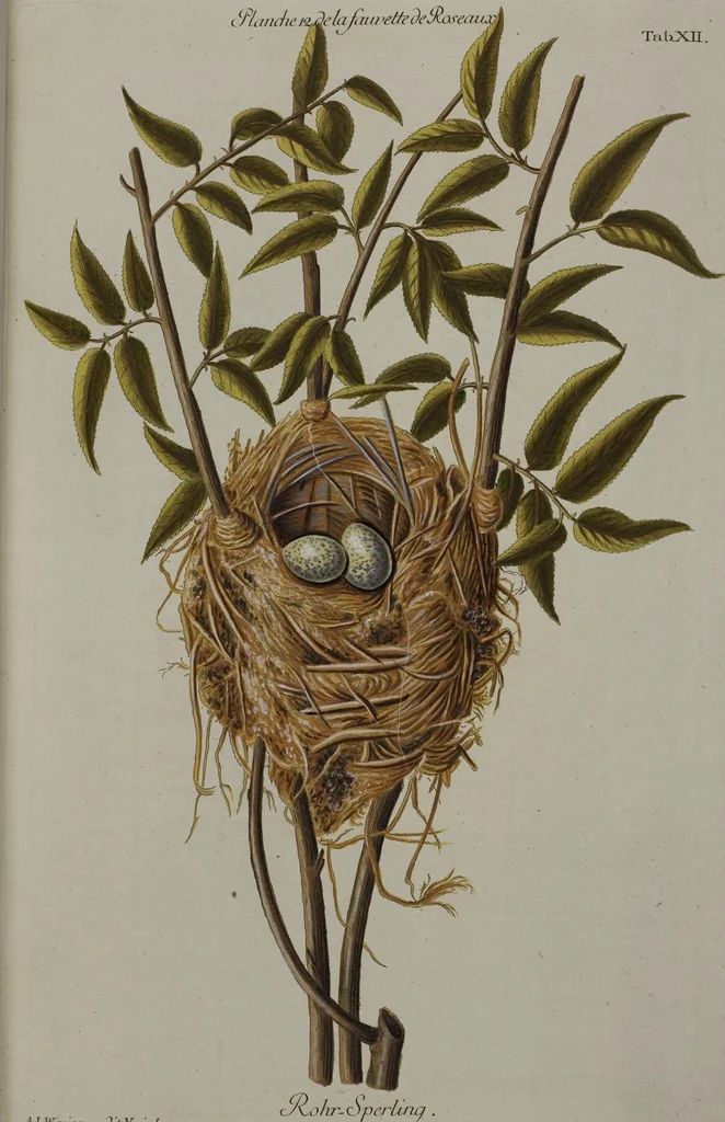 An illustration from Sammlung von Nestern und Eyern verschiedener Vögel: aus den Cabineten des... Herrn.. Schmidels und des Herrn Verfassers, 1772, leaf 168