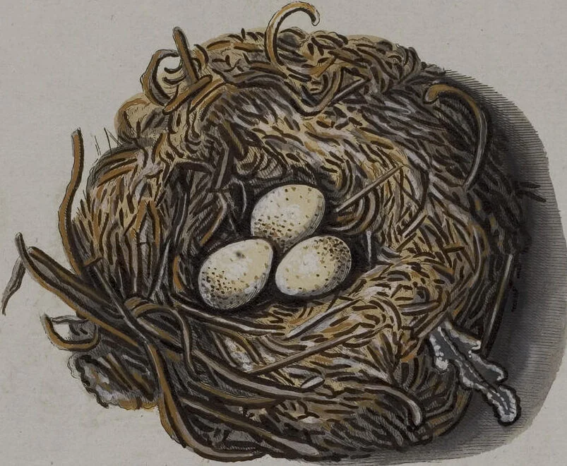 An illustration from Sammlung von Nestern und Eyern verschiedener Vögel: aus den Cabineten des... Herrn.. Schmidels und des Herrn Verfassers, 1772, leaf 169
