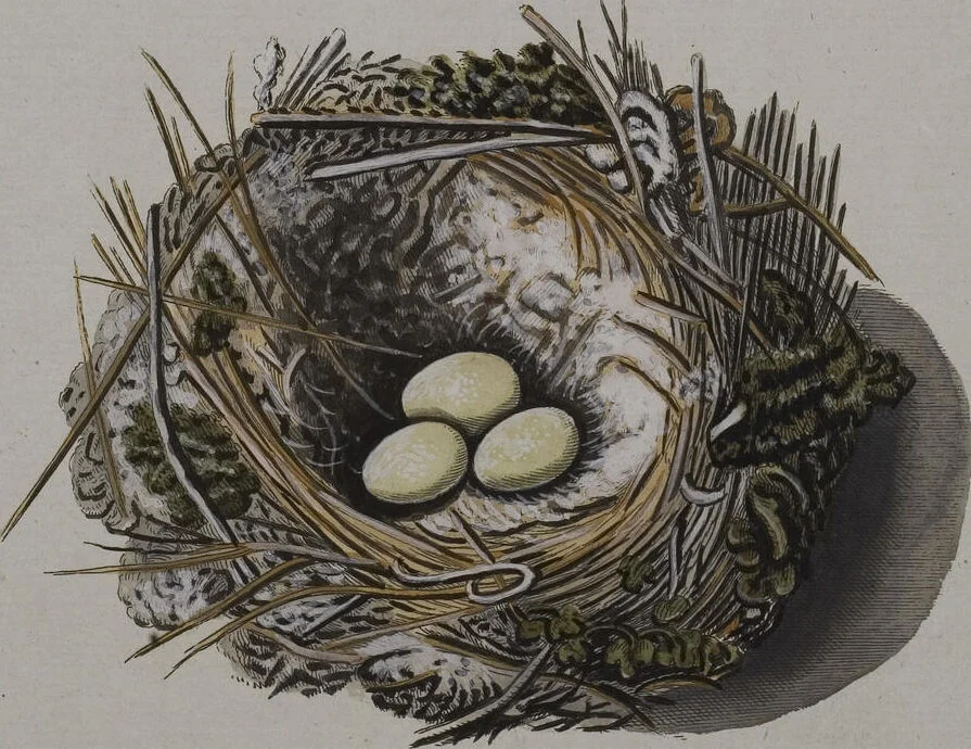 An illustration from Sammlung von Nestern und Eyern verschiedener Vögel: aus den Cabineten des... Herrn.. Schmidels und des Herrn Verfassers, 1772, leaf 169